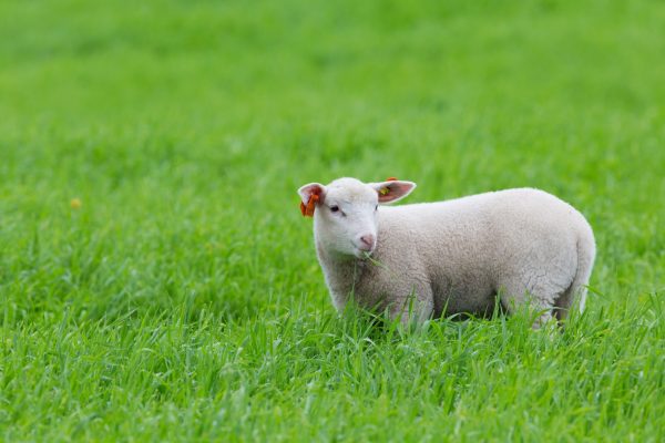 lamb-standing-in-grass-2021-08-26-16-28-46-utc-scaled.jpg