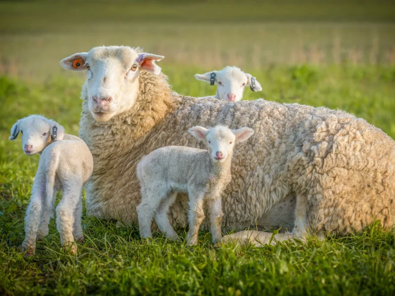 sheep-and-3-lambs-2021-08-26-16-38-31-utc-scaled